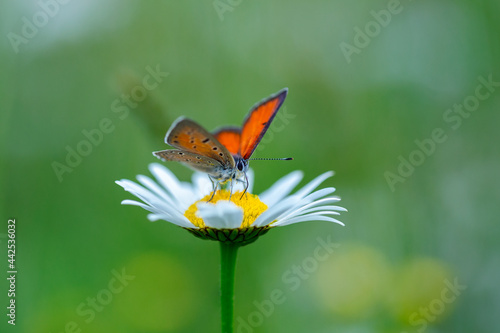 Purple-edged Copper butterfly (Lycaena hippothoe) on chamomile flower.