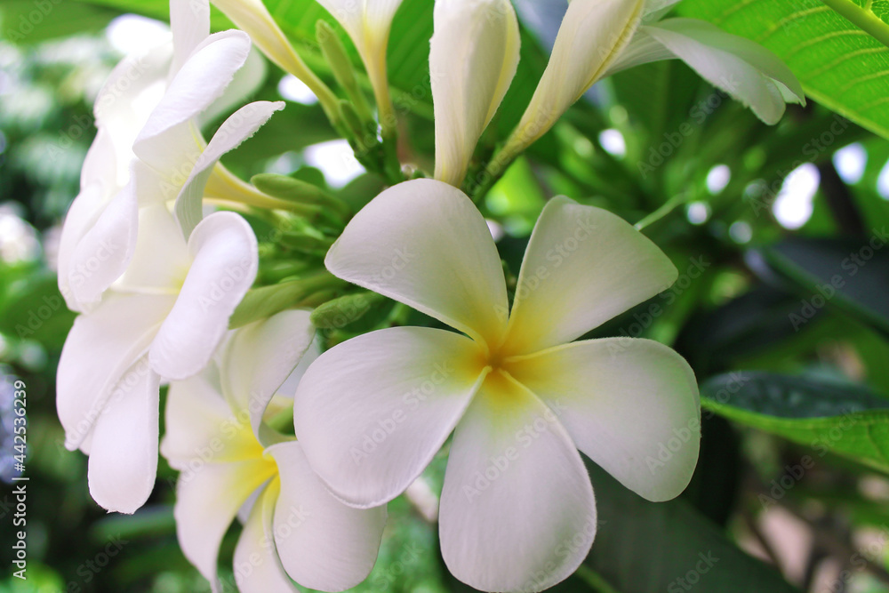 Fototapeta premium beautiful flower frangipani, white plumeria close-up. High quality photo