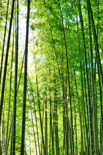                                                                         Beautiful Japanese bamboo forest at Kodaiji Temple  Kyoto  Kyoto City  Japan 