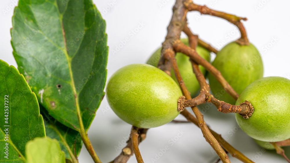 Ceylon Olive (elaeocarpus serratus) Ceylon Olive (elaeocarpus serratus)