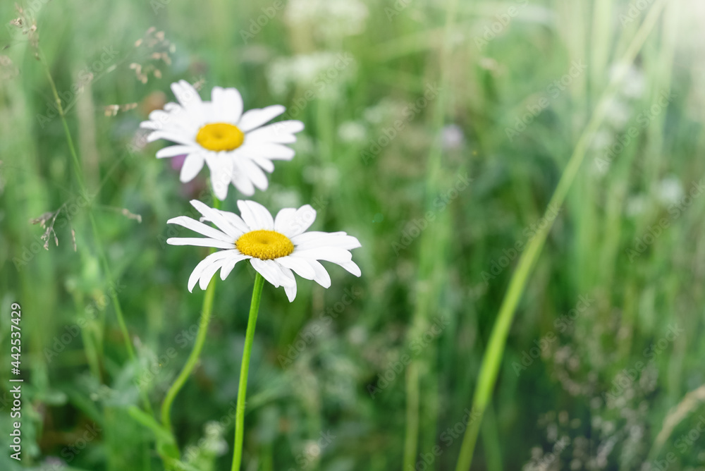 Blooming daisies among the green grass in the meadow in summer Blooming daisies among the green grass in the meadow in summer