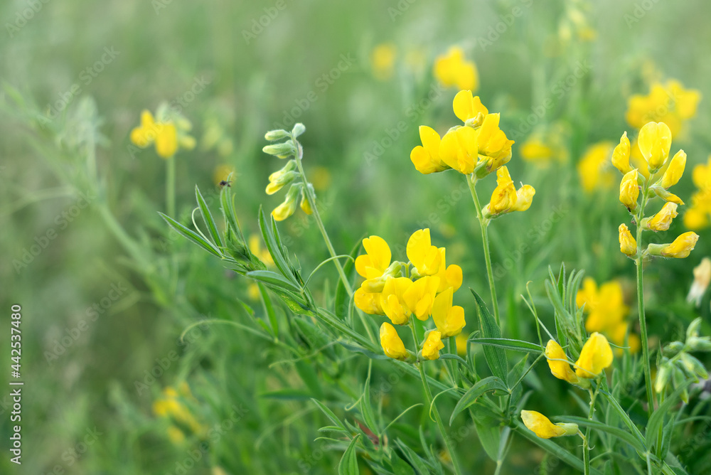 Obraz premium Blooming yellow Lathyrus pratensis wildflower among green grass in summer field