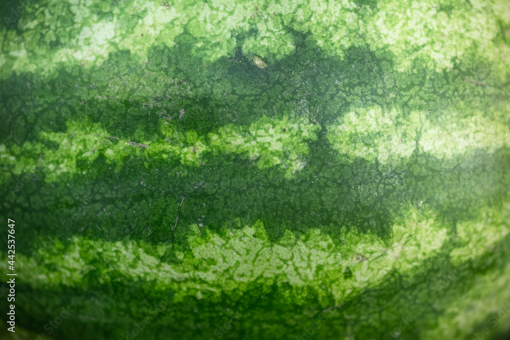 Watermelon as background or texture Watermelon as background or texture