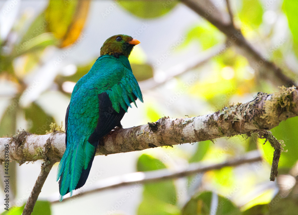 Goudkopquetzal, Golden-headed Quetzal, Pharomachrus auriceps Goudkopquetzal, Golden-headed Quetzal, Pharomachrus auriceps