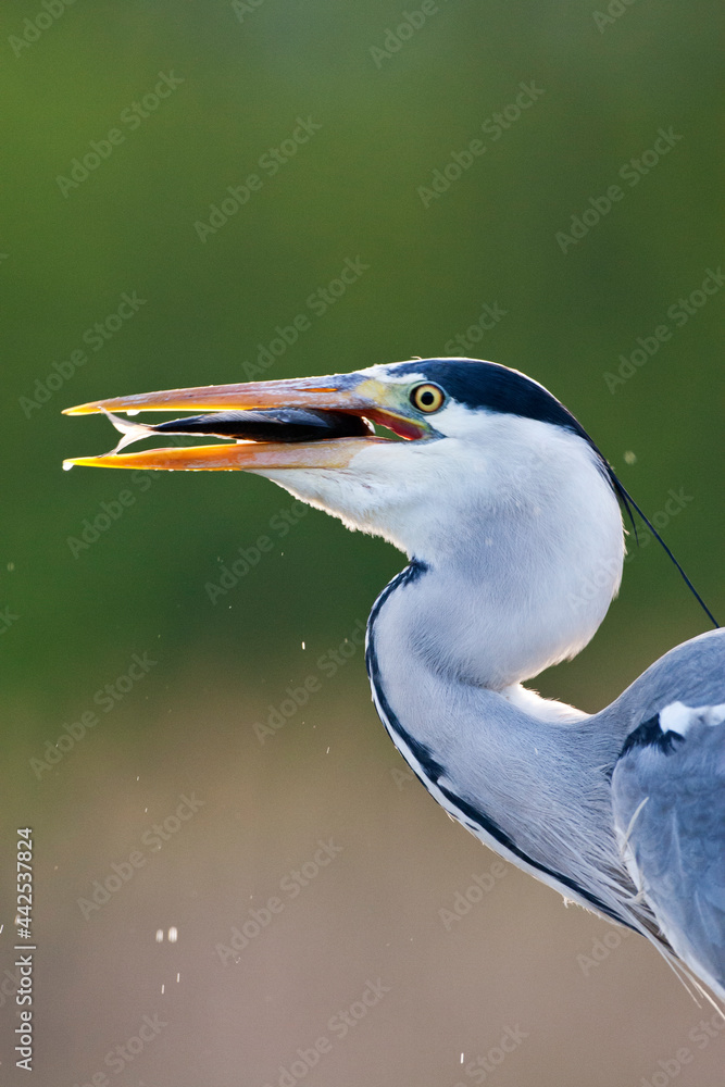 Blauwe Reiger, Grey Heron, Ardea cinerea Blauwe Reiger, Grey Heron, Ardea cinerea