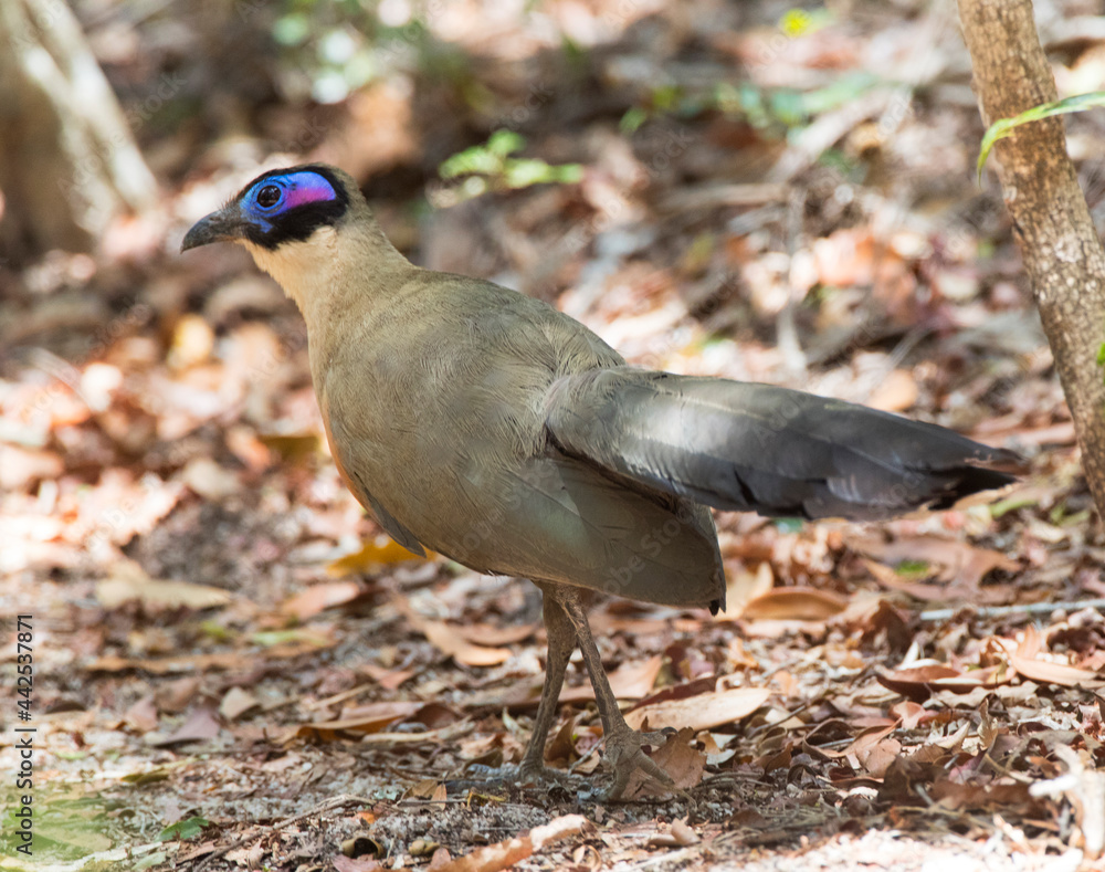 Naklejka premium Grote Coua, Giant Coua, Coua gigas