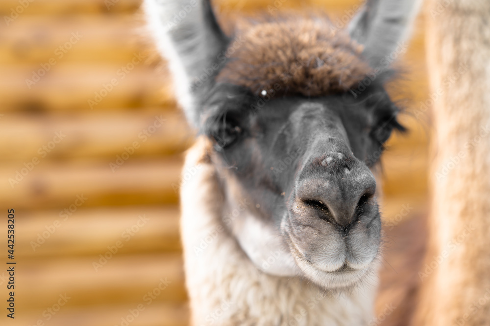Close-up view of a brute llama