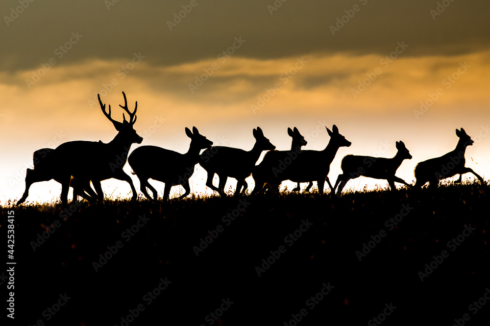 deer deer