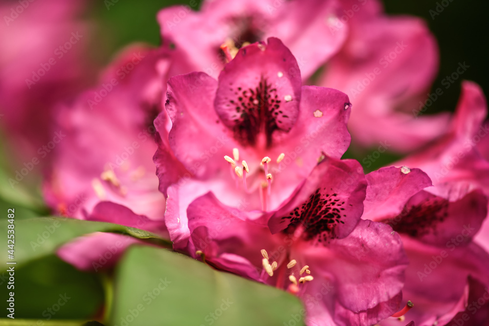 Azalea, rhododendron. Various colours of blooming flowers attract insects Azalea, rhododendron. Various colours of blooming flowers attract insects