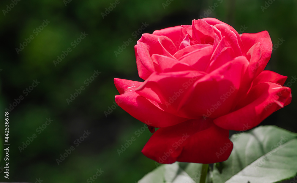 Red rose growing in the garden Red rose growing in the garden