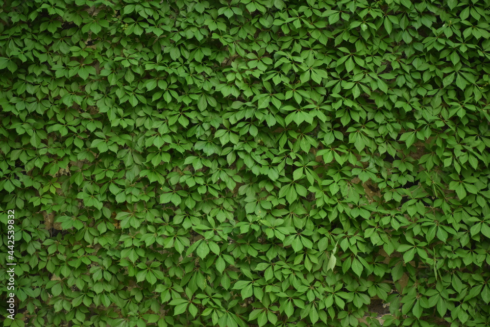 A wall of vines in summer A wall of vines in summer