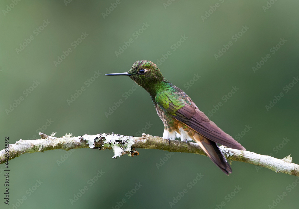 Fototapeta premium Bruinstaart-hoornkolibrie, Buff-tailed Coronet, Boissonneaua flavescensa