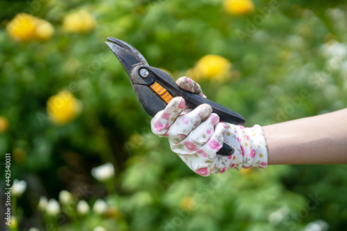 A female hand in gloves with a floral pattern holds a pruner, garden shears, woman engaged in gardening.