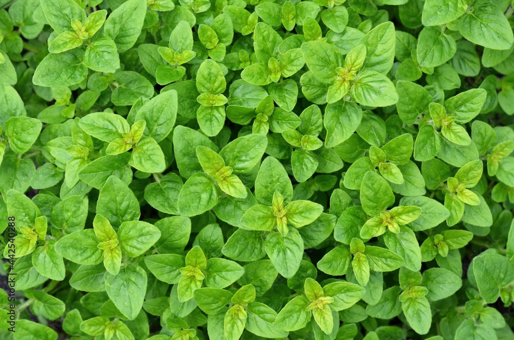 Fresh leaves of origanum vulgare or wild marjoram as a green background. Spicy-aromatic herb growing in a backyard garden. Fresh leaves of origanum vulgare or wild marjoram as a green background. Spicy-aromatic herb growing in a backyard garden.