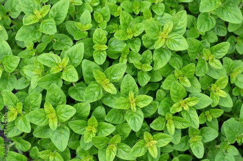 Fresh leaves of origanum vulgare or wild marjoram as a green background. Spicy-aromatic herb growing in a backyard garden.