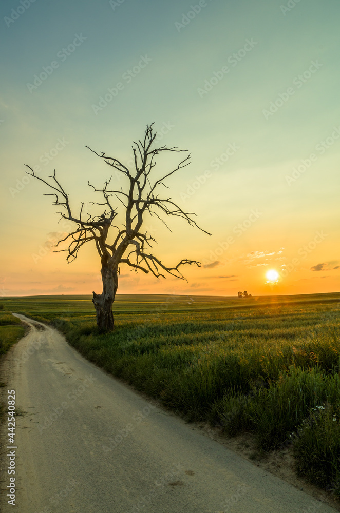 Lonely tree during sunset, Sułoszowa, Poland Lonely tree during sunset, Sułoszowa, Poland