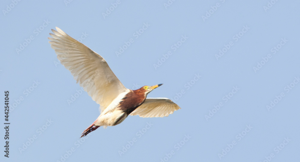 Obraz premium Chinese Ralreiger, Chinese Pond-Heron, Ardeola bacchus