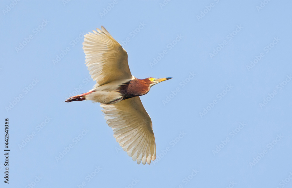 Obraz premium Chinese Ralreiger, Chinese Pond-Heron, Ardeola bacchus