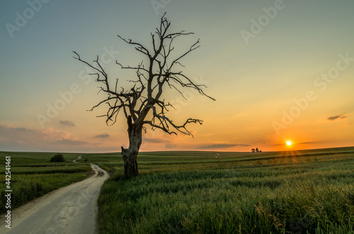 Lonely tree during sunset, Sułoszowa, Poland