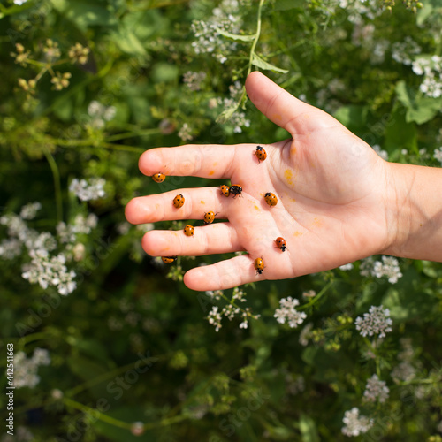 Child hand with ladybugs. Bio insecticide method.