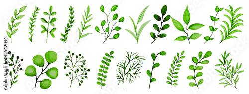 Vector watercolor illustration. Botanical clipart. Set of green leaves, herbs and branches. Floral design elements. Perfect for wedding invitations, greeting cards, blogs, posters and more