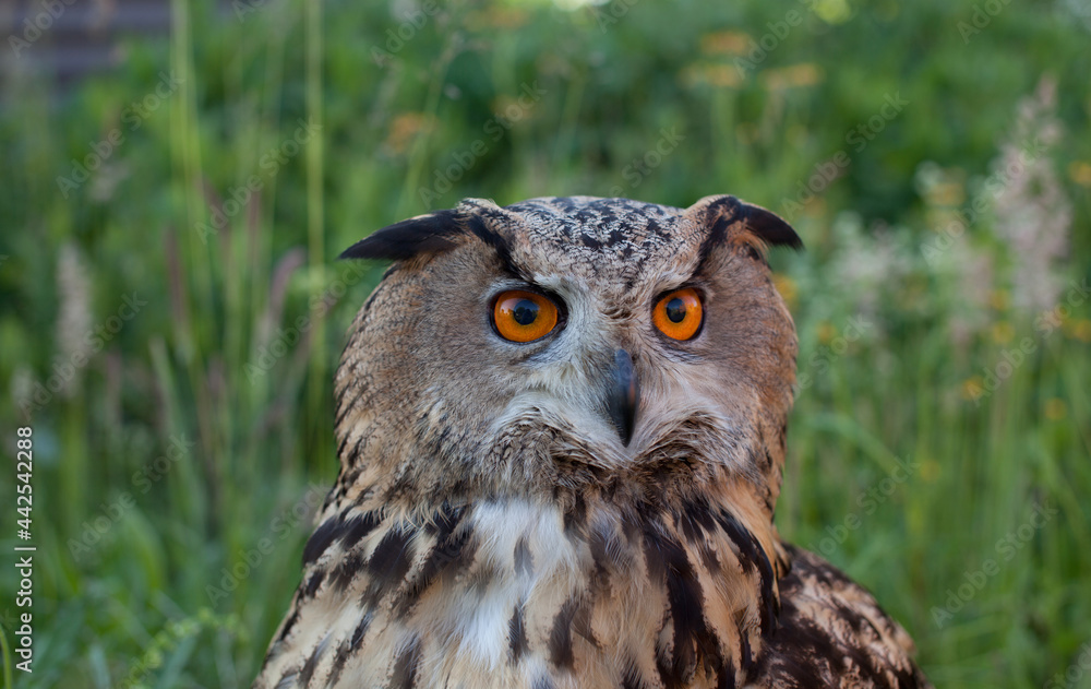 adult female eagle owl (Bubo bubo) closeup that sits in the grass adult female eagle owl (Bubo bubo) closeup that sits in the grass