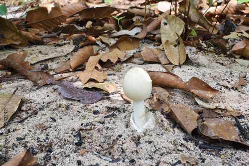 Amanita hemibapha photo