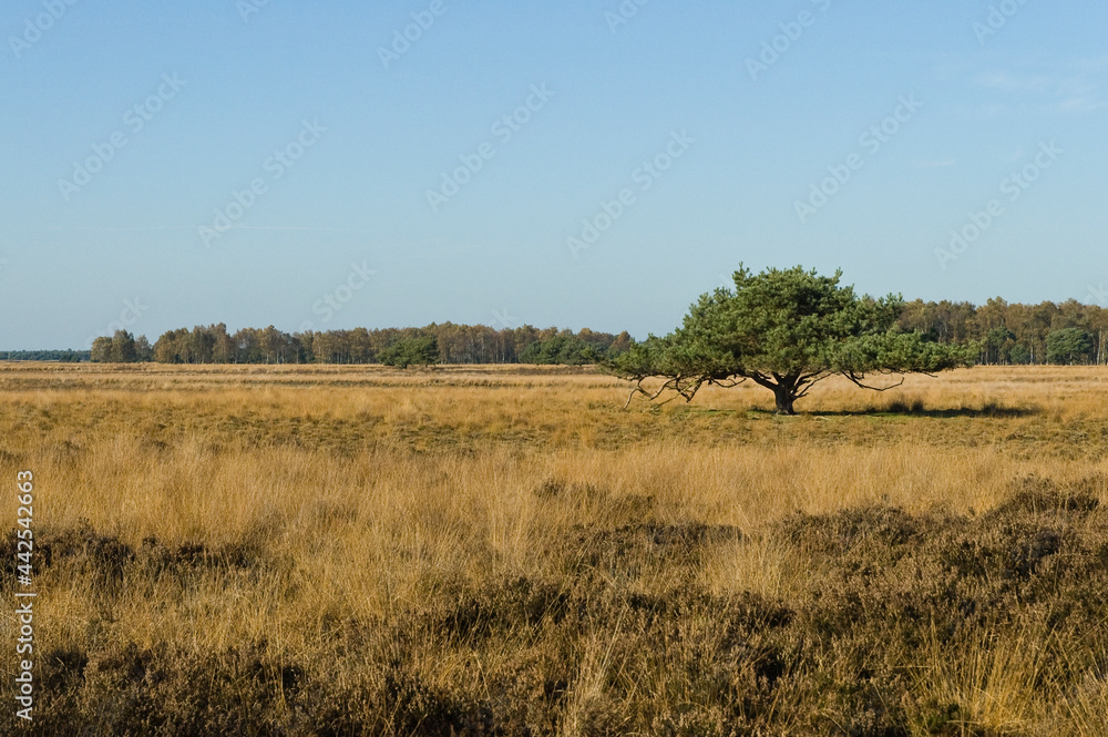Landschap van Strabrechtse Heide, Landscape at Strabrechtse Heide
