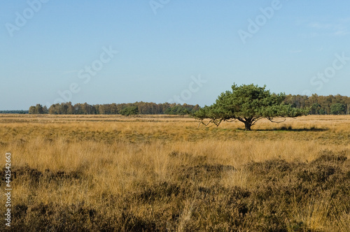 Landschap van Strabrechtse Heide  Landscape at Strabrechtse Heide