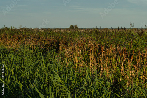 Rietkraag, Reedbed photo