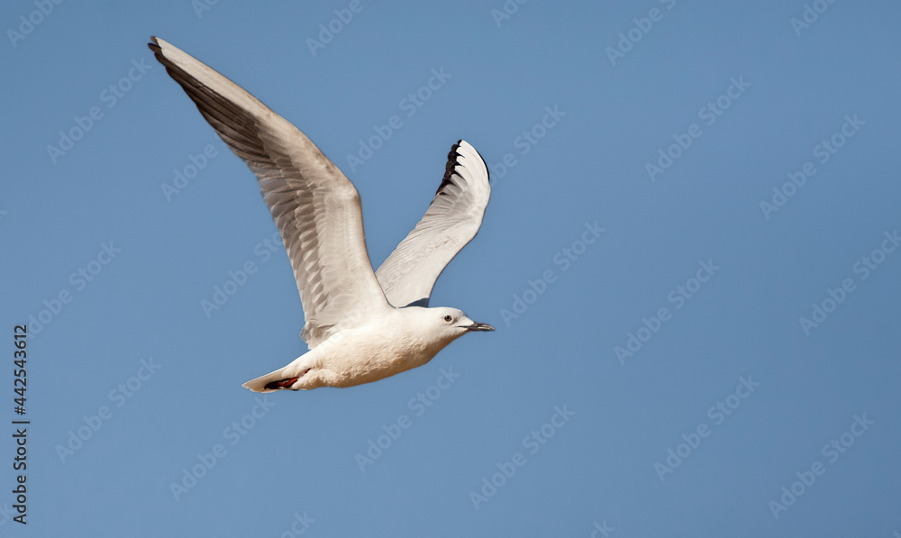 Dunbekmeeuw, Slender-billed Gull, Chroicocephalus genei Dunbekmeeuw, Slender-billed Gull, Chroicocephalus genei