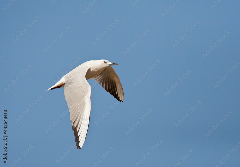 Dunbekmeeuw, Slender-billed Gull, Chroicocephalus genei Dunbekmeeuw, Slender-billed Gull, Chroicocephalus genei