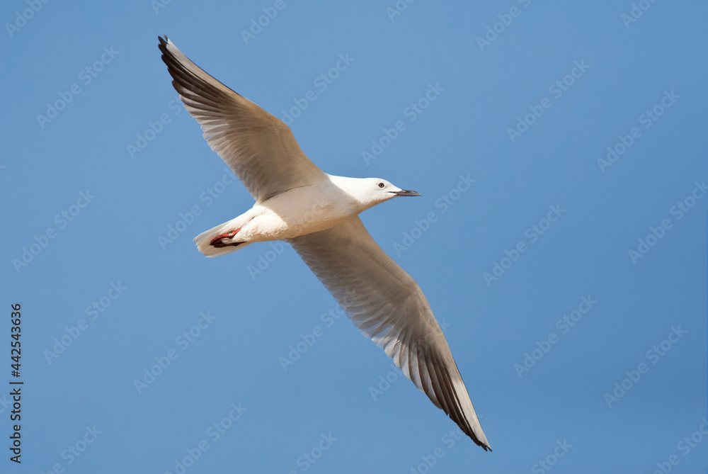 Dunbekmeeuw, Slender-billed Gull, Chroicocephalus genei Dunbekmeeuw, Slender-billed Gull, Chroicocephalus genei