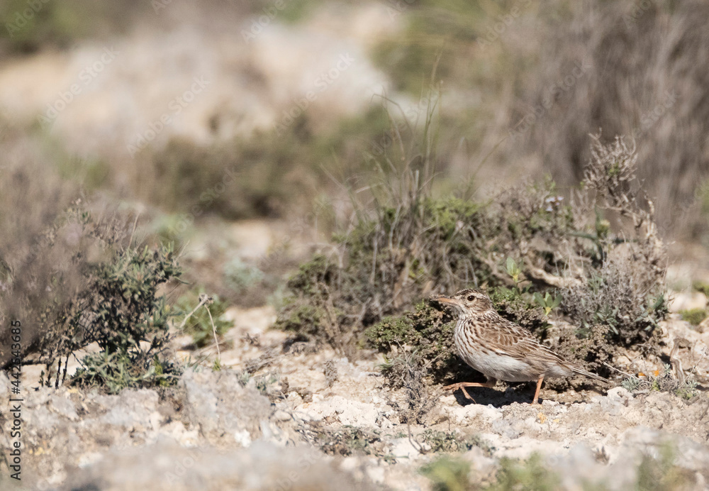 Duponts Leeuwerik, Dupont's Lark, Chersophilus duponti duponti