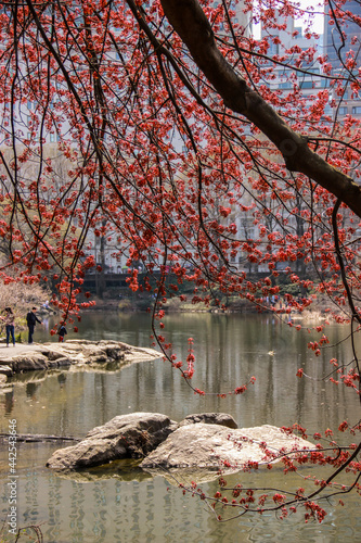 Wallpaper Mural Detail of water in Central Park Torontodigital.ca