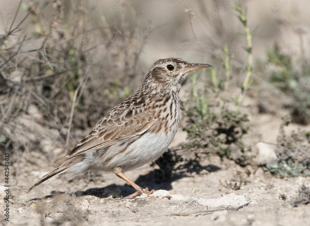 Fototapeta premium Duponts Leeuwerik, Dupont's Lark, Chersophilus duponti duponti