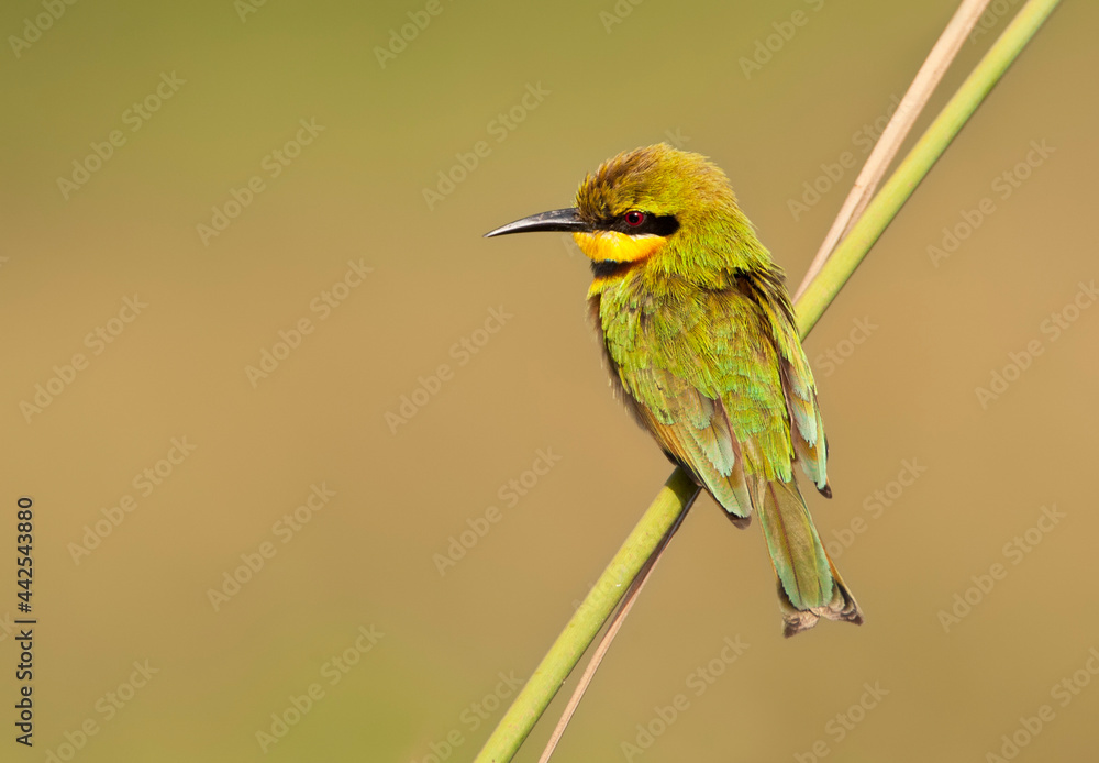 Dwergbijeneter, Little Bee-eater, Merops pusillus Dwergbijeneter, Little Bee-eater, Merops pusillus