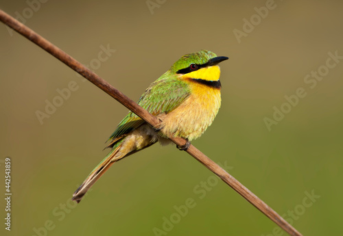 Dwergbijeneter, Little Bee-eater, Merops pusillus photo