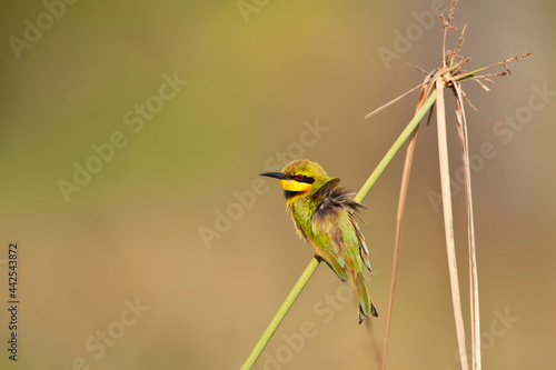 Dwergbijeneter, Little Bee-eater, Merops pusillus
