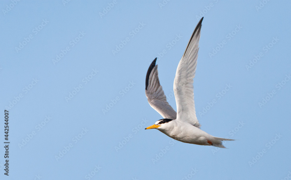 Dwergstern, Little Tern, Sternula albifrons Dwergstern, Little Tern, Sternula albifrons