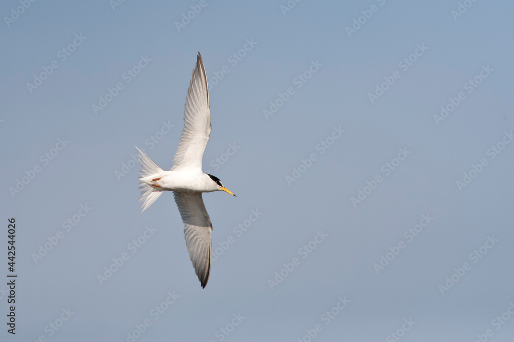 Dwergstern, Little Tern, Sternula albifrons Dwergstern, Little Tern, Sternula albifrons