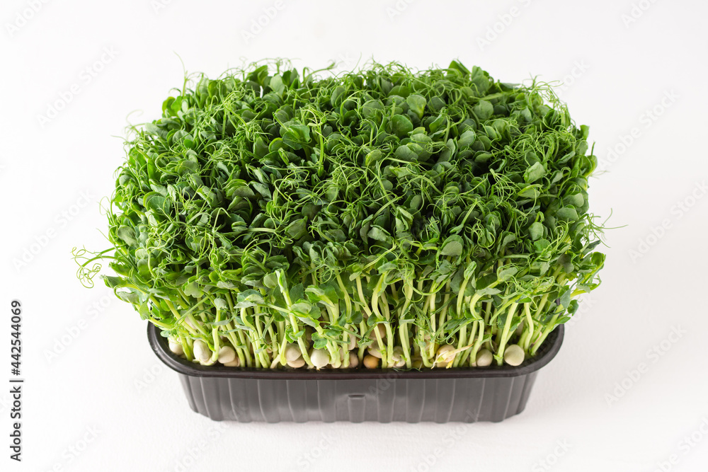 Sprouted pea sprouts in a plastic box on a white background, organic healthy microgreens Sprouted pea sprouts in a plastic box on a white background, organic healthy microgreens