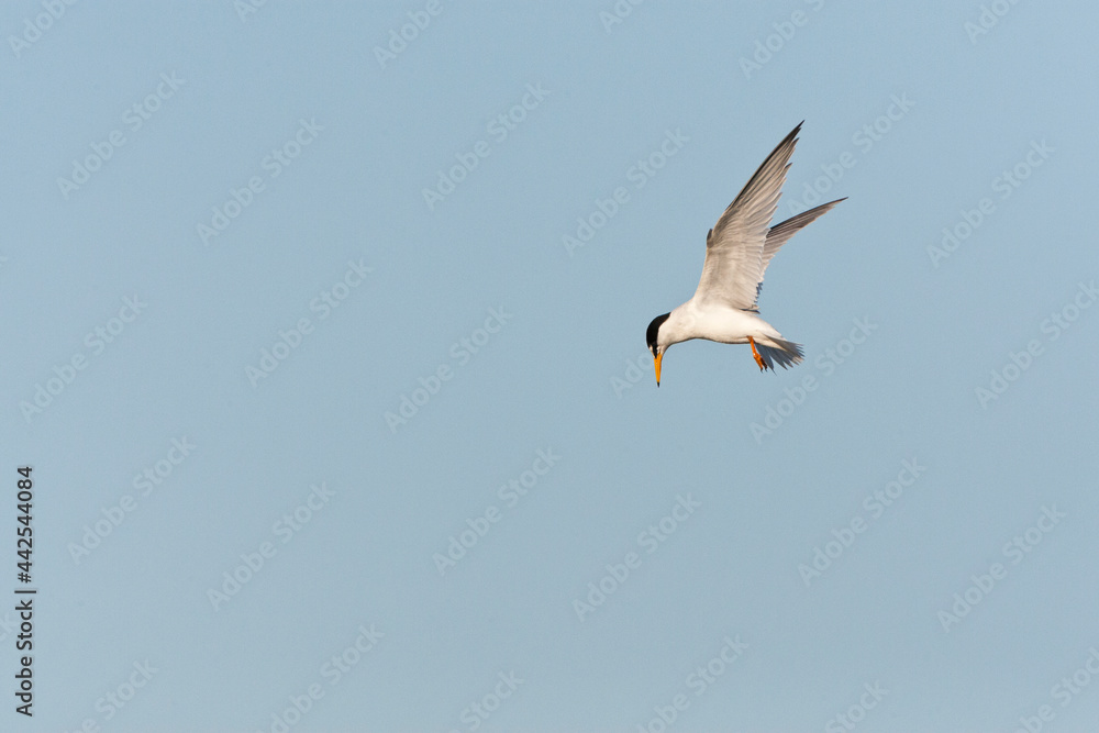 Dwergstern, Little Tern, Sternula albifrons Dwergstern, Little Tern, Sternula albifrons