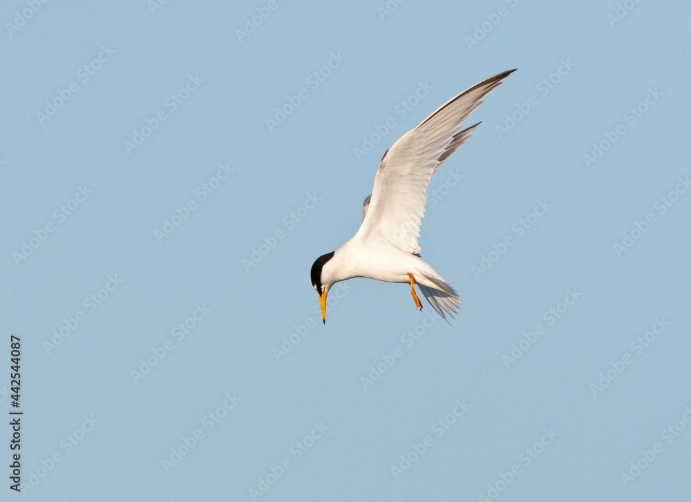 Dwergstern, Little Tern, Sternula albifrons