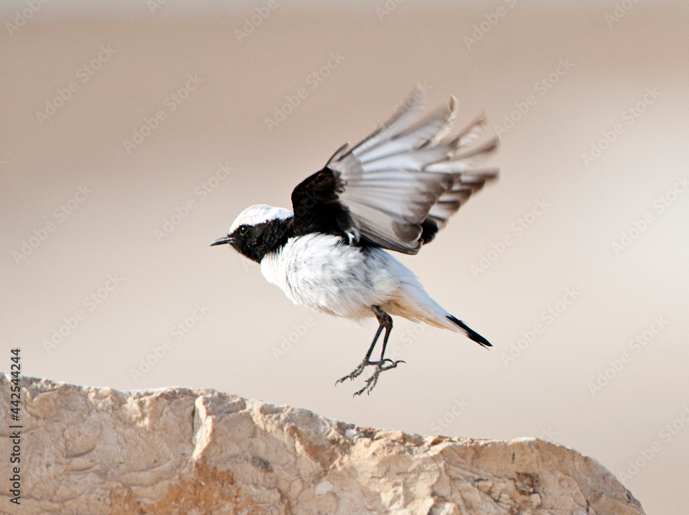Naklejka premium Oostelijke Rouwtapuit. Eastern Mourning Wheatear, Oenanthe lugens