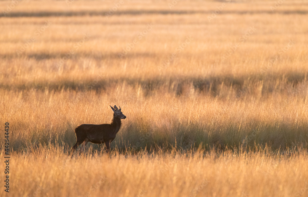 Edelhert, Red Deer, Cervus elaphus Edelhert, Red Deer, Cervus elaphus
