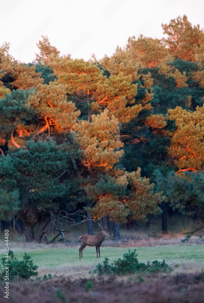 Edelhert, Red Deer, Cervus elaphus