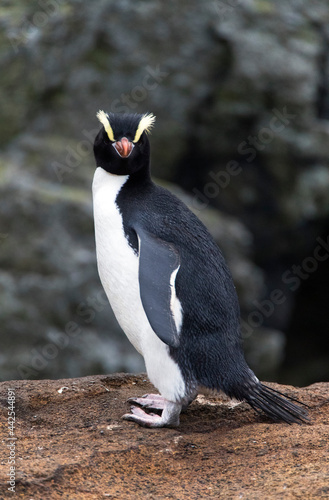 Erect-crested Penguin  Eudyptes sclateri