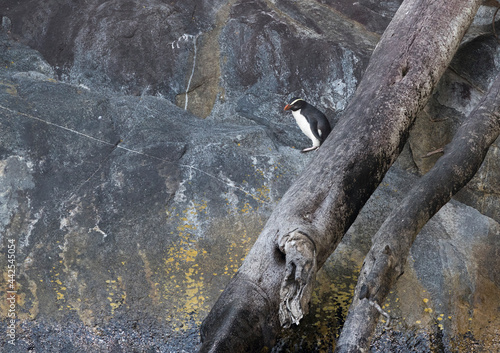 Fiordland Penguin, Eudyptes pachyrynchus photo