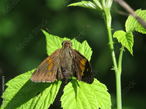 Silver Spotted Skipper Butterfly  with Broken Bent Wing on Green Leaf in Spring or Summer Ohio Midwest Outdoors in a Park in Nature on a Sunny Day photo